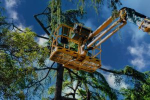 tree removal Adelaide