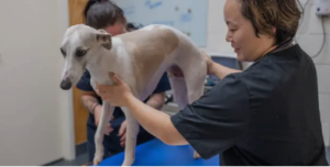 therapy for dogs with hip dysplasia